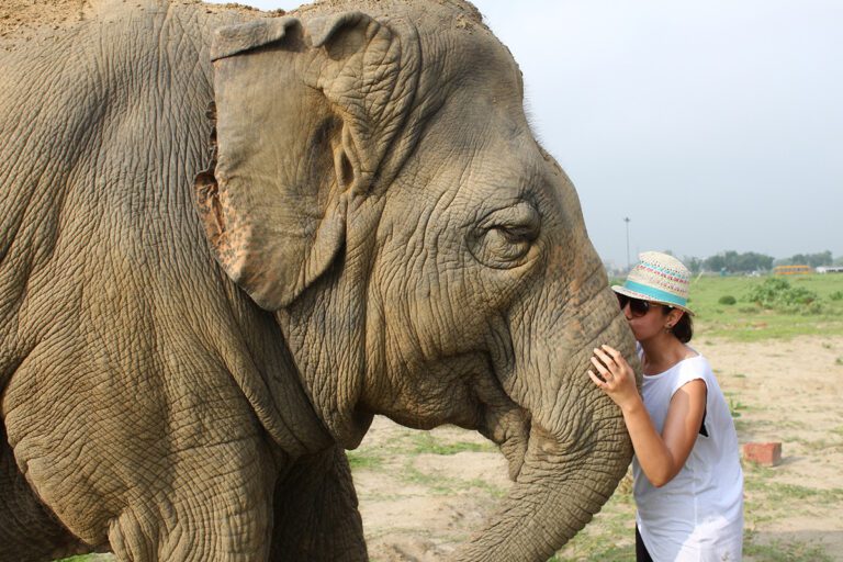 elephant-SOS-agra-indien