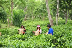 Araksa Tea