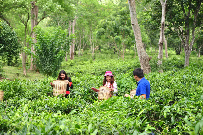 Araksa Tea