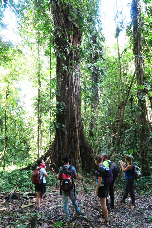 Reisegruppe-beim-Dschungeltrekking