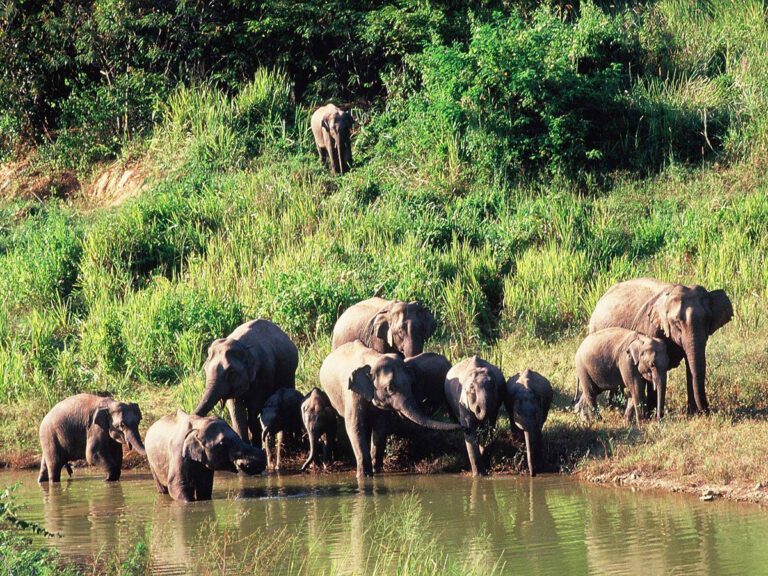 kui-buri-nationalpark-elefanten