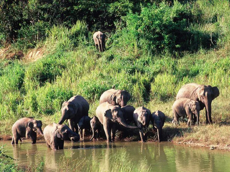 kui-buri-nationalpark-elefanten