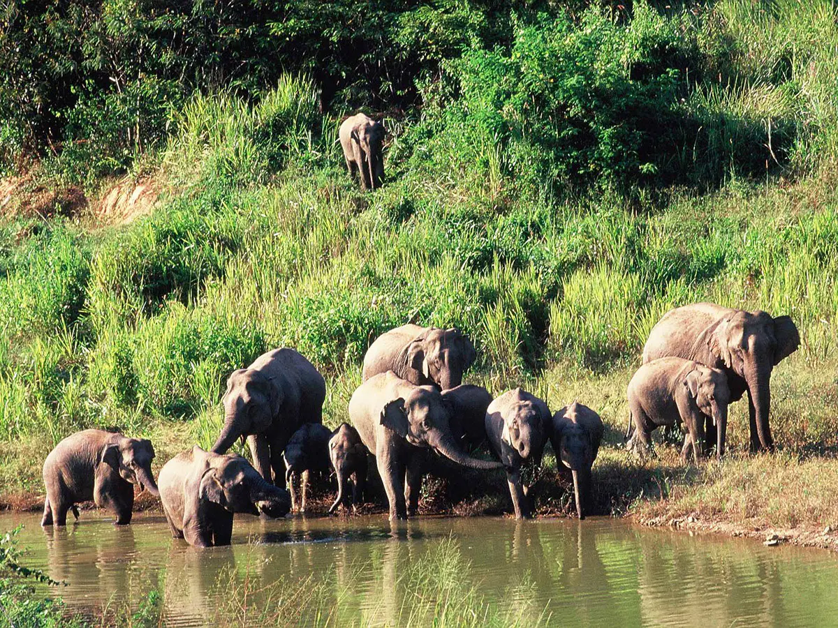 kui-buri-nationalpark-elefanten