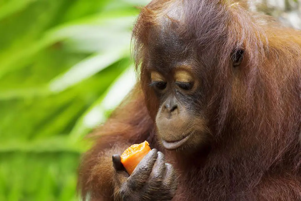 Borneo-4