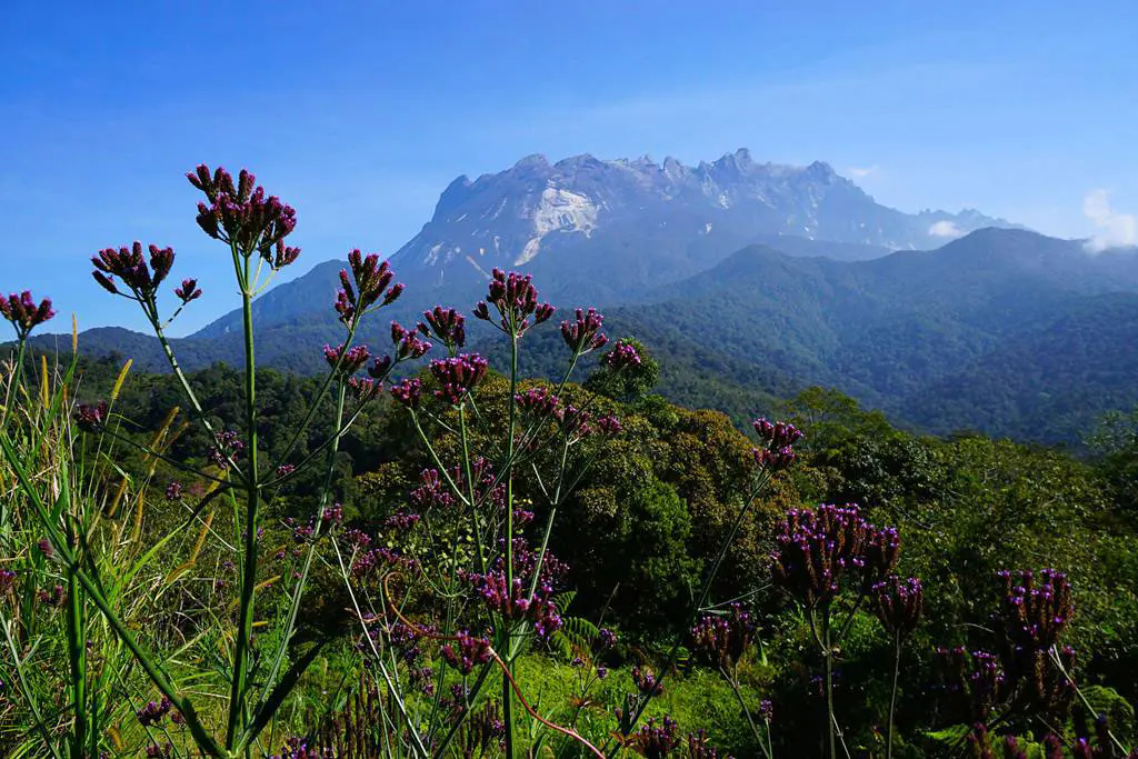 Borneo-5
