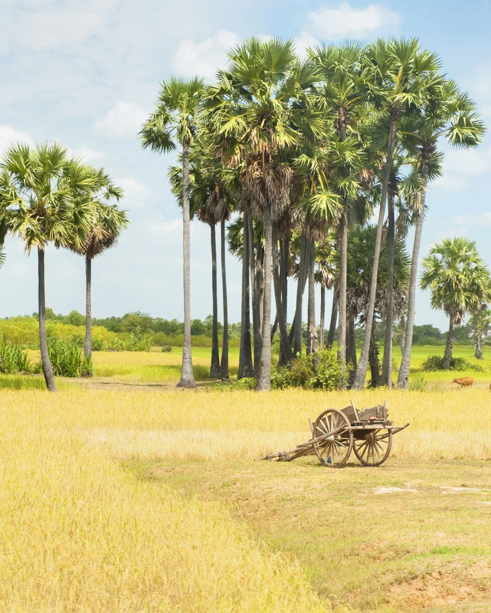 Cart-by-Rice-Field