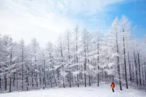 Snowy-Trees-in-Daegwallyeong-Yangtte-Farm