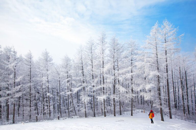 Snowy-Trees-in-Daegwallyeong-Yangtte-Farm