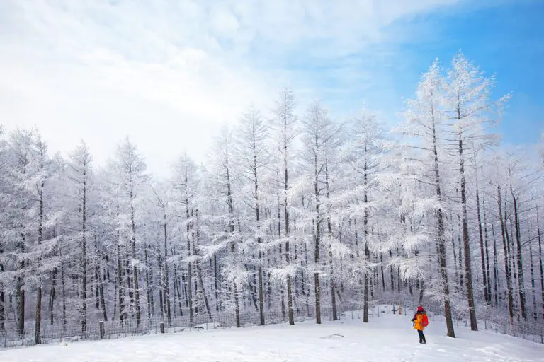 Snowy-Trees-in-Daegwallyeong-Yangtte-Farm