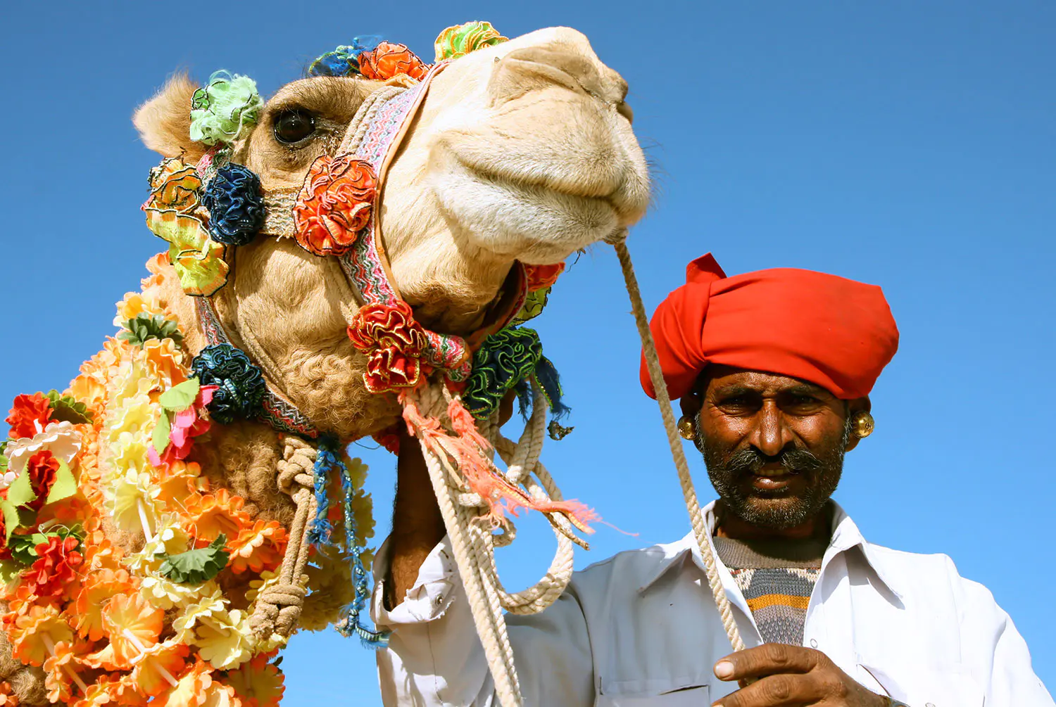 Head-of-a-camel-on-safari-desert-Rajasthan-India