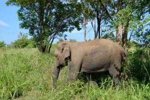 Naturreisen-SriLanka-Sommer-Fernreisen-01