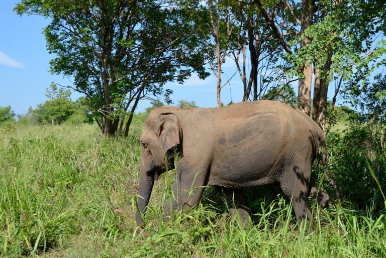 Naturreisen-SriLanka-Sommer-Fernreisen-01
