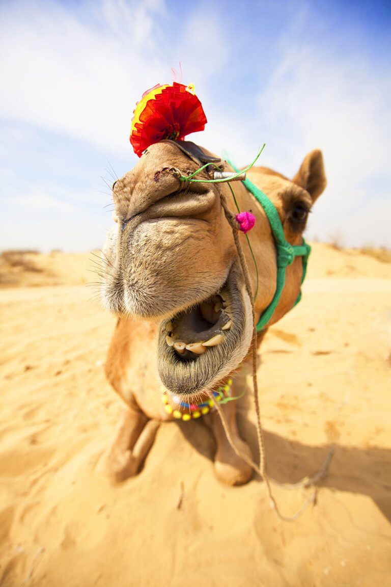 Titelbild-Indien-Kamel-Wueste-Rajasthan
