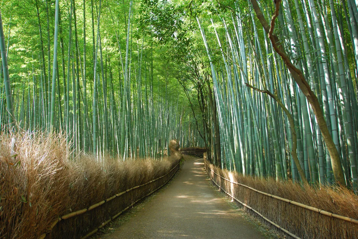 kyoto-bambuswald