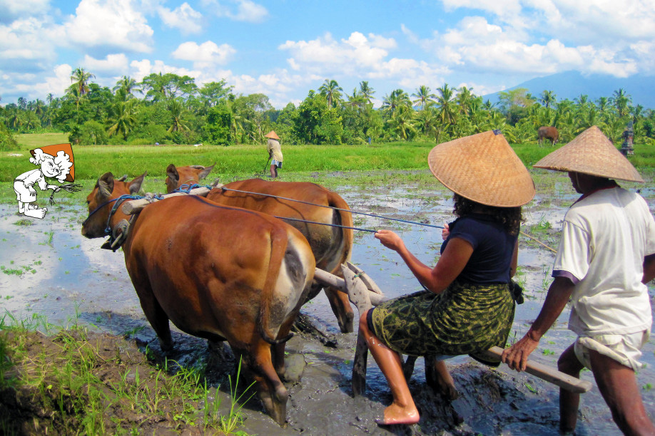 Farming at Taman Sari Buana