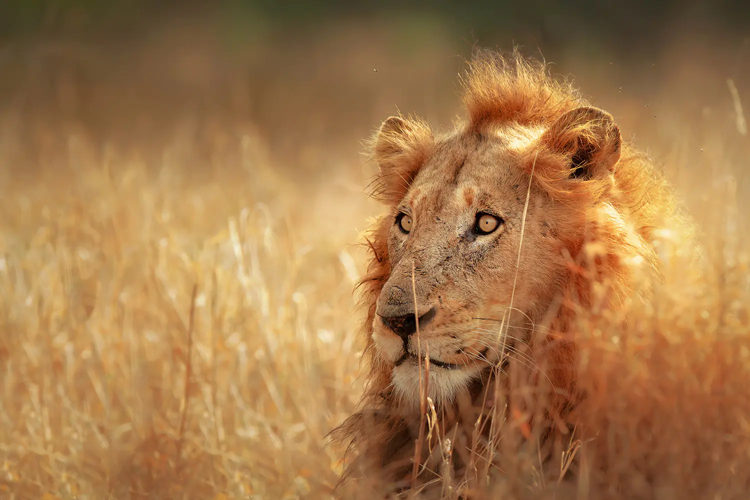 Kruger-National-Park-South-Africa