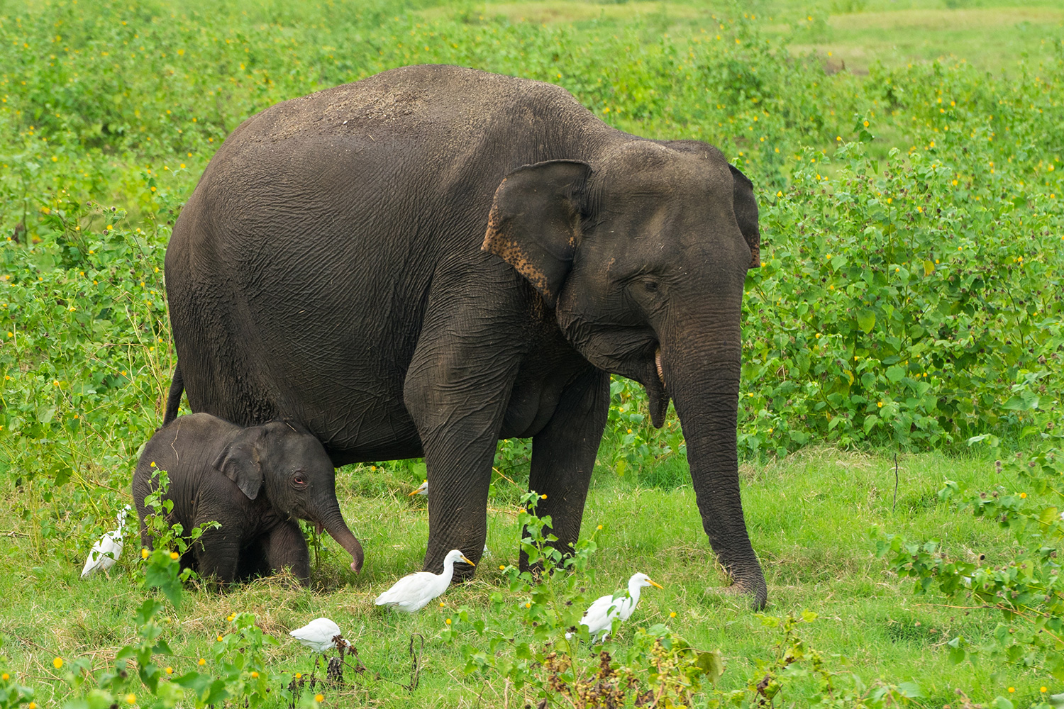 Sri-Lanka-olifant