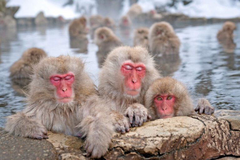 Anzeigebild-Hot spring monkeys