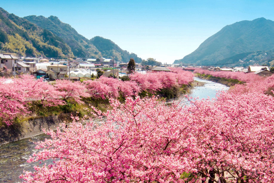 Kawazu Cherry