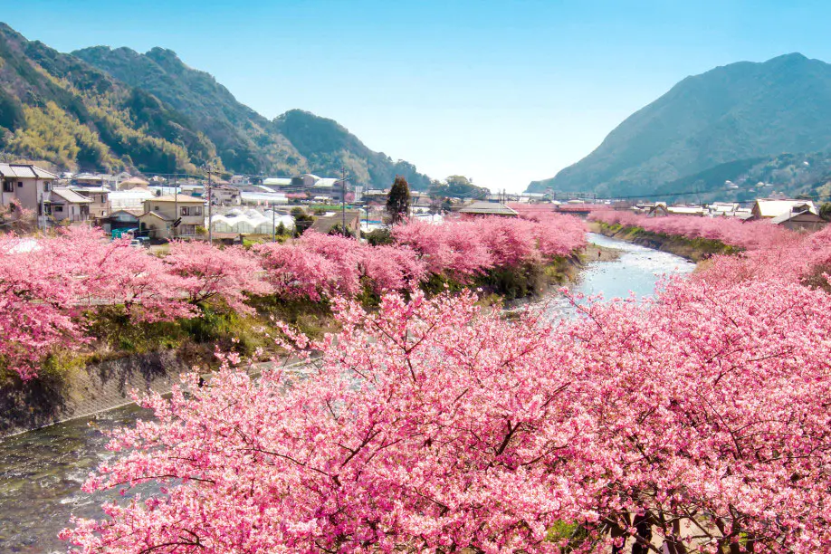 Kawazu Cherry