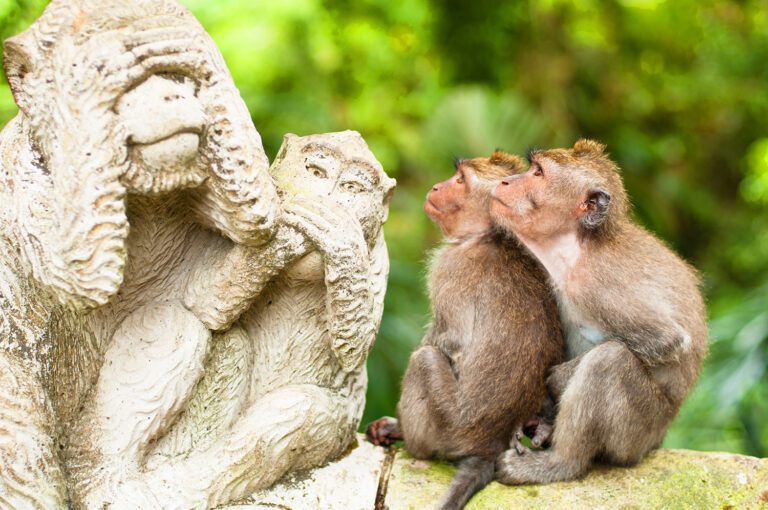 Long-tailed-macaques-in-Sacred-Monkey-Forest-Ubud-Indonesia