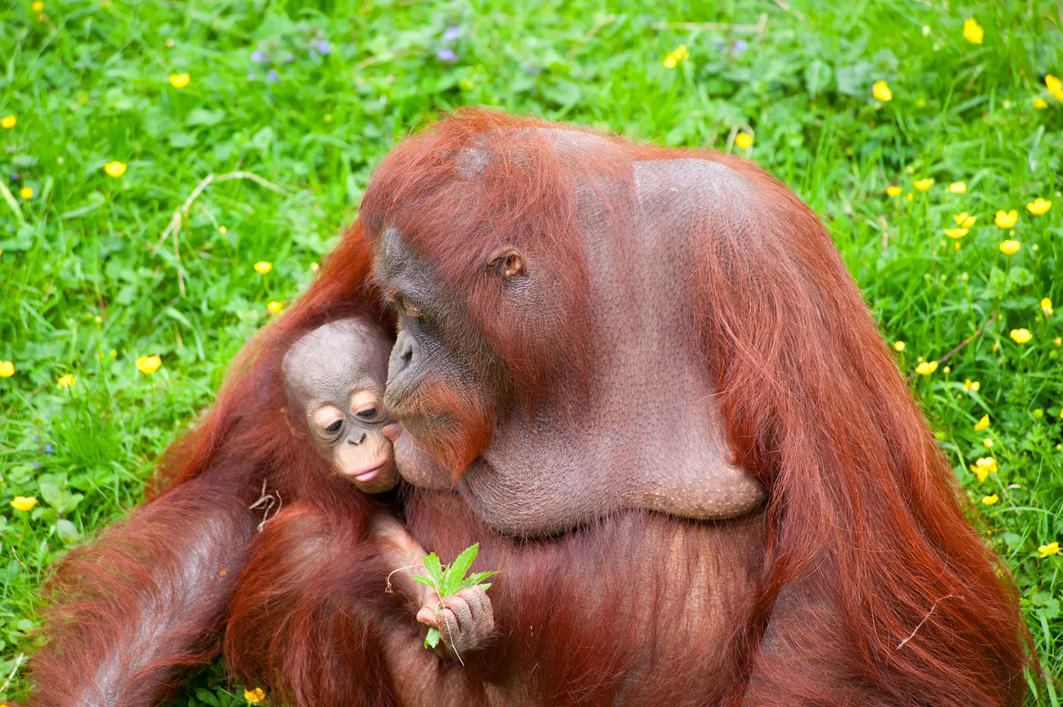 Mother-orangutan-kisses-her-cute-baby-in-the-grass