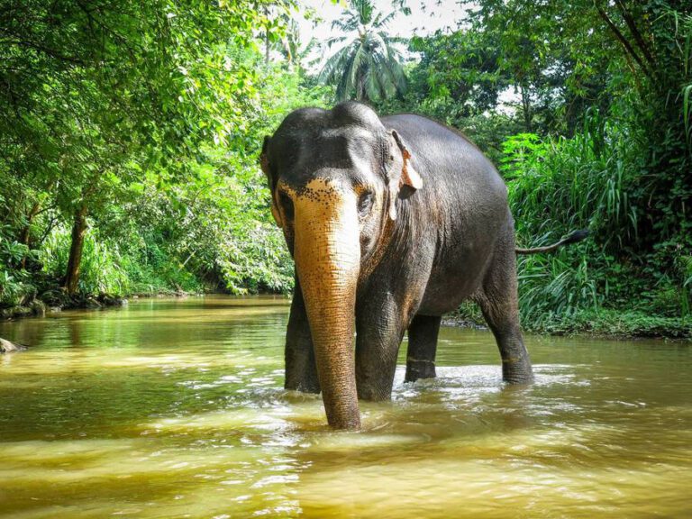reisefieber-elefant-fluss-elephant-freedom-project-sri-lanka