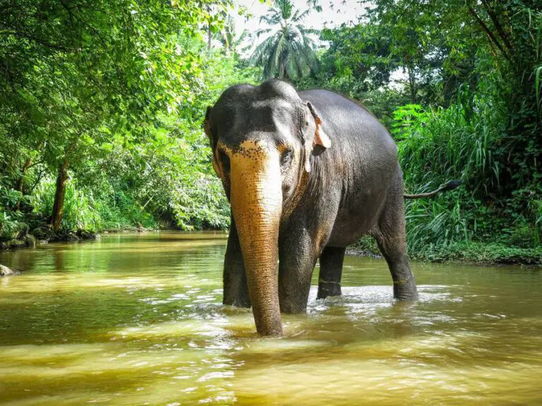 reisefieber-elefant-fluss-elephant-freedom-project-sri-lanka