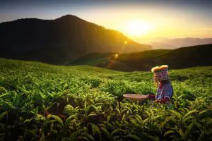 Anzeigebild-Sonnenaufgang-uber-einer-Teeplantage-Pahang-Malaysia-Kopie