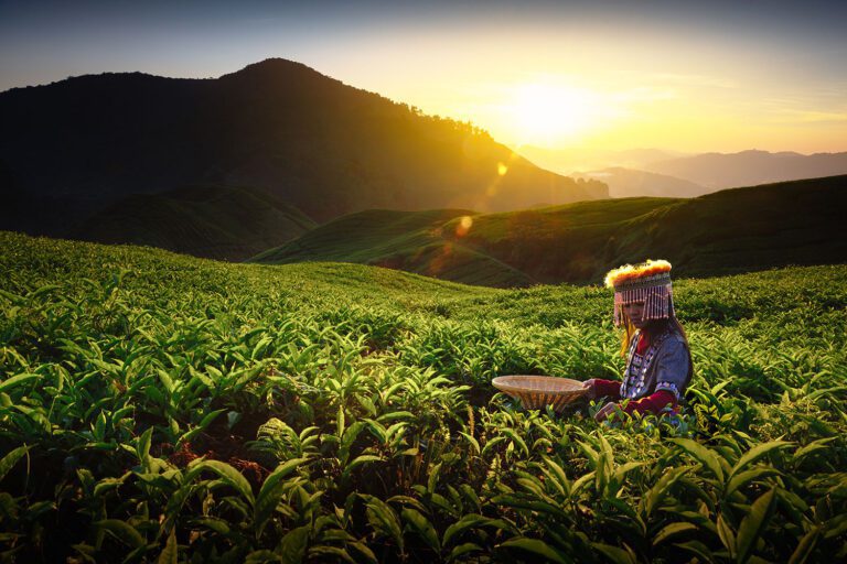 Anzeigebild-Sonnenaufgang-uber-einer-Teeplantage-Pahang-Malaysia-Kopie