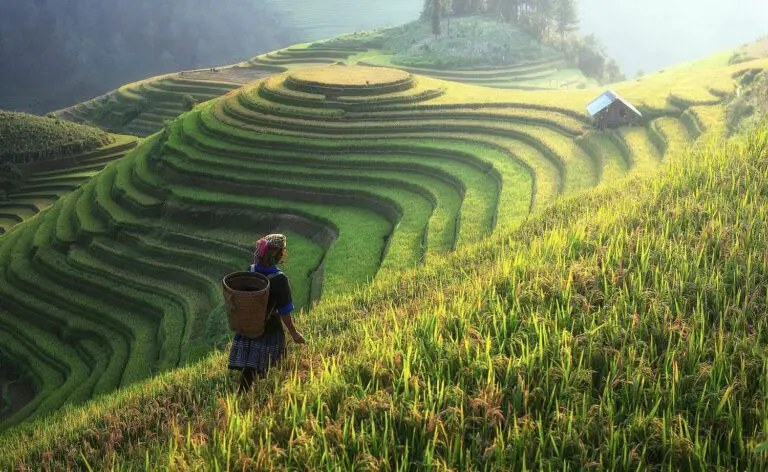 Asien-Special-Tours China-Reisfeld