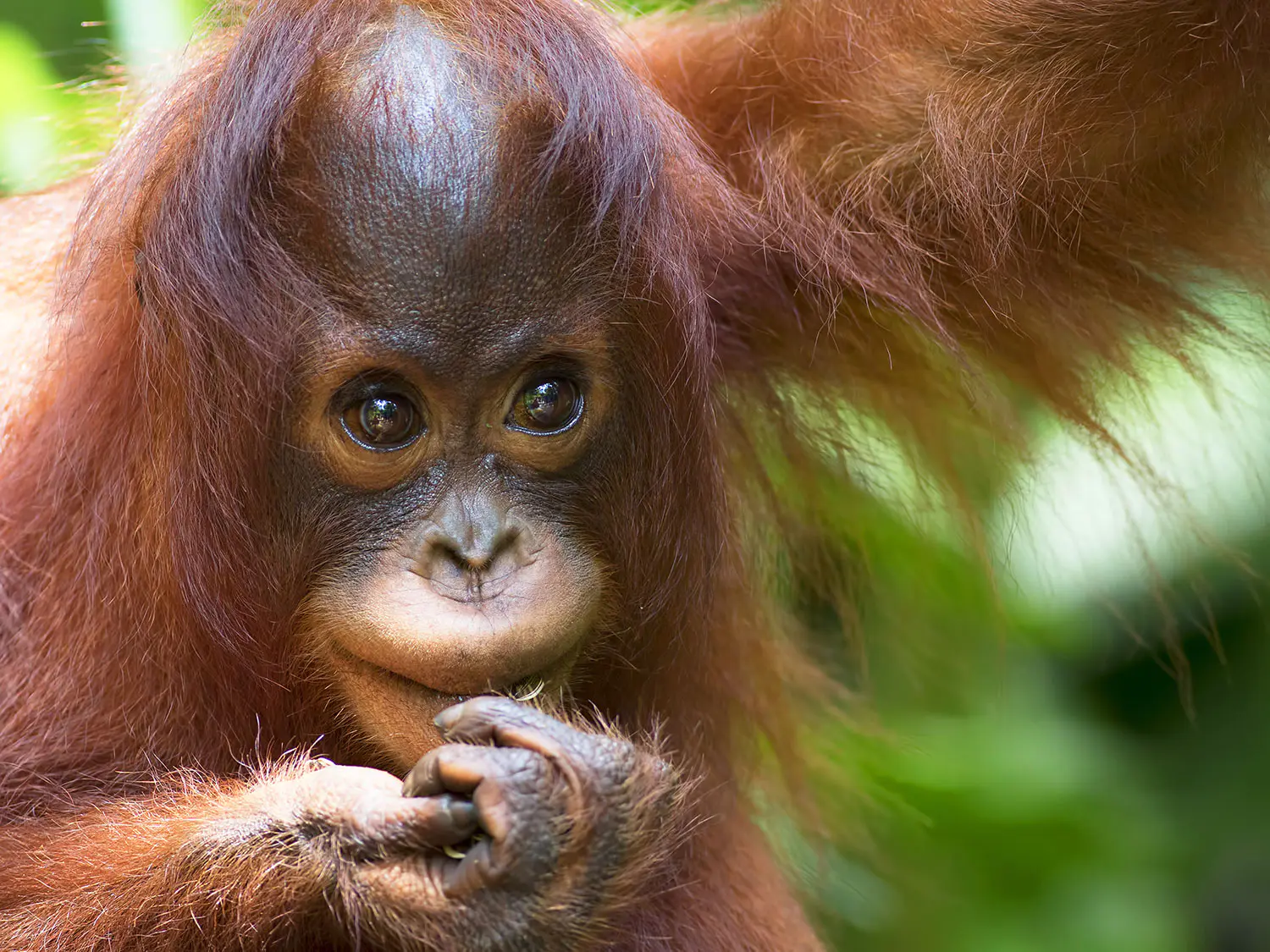 Borneo-Orangutan