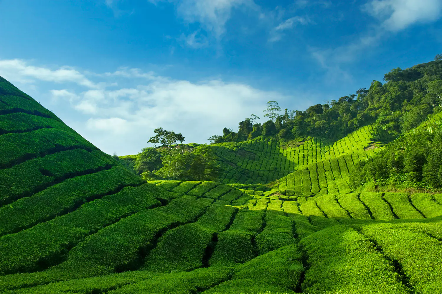 Tea-Plantations