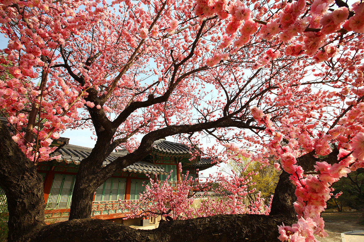 Changdeokgung-Palace