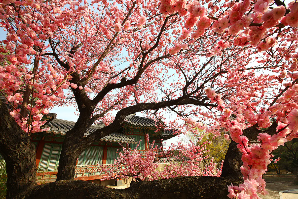 Changdeokgung-Palace