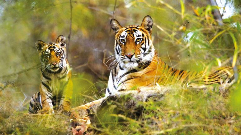 Bandhavgarh-Nationalpark Tiger