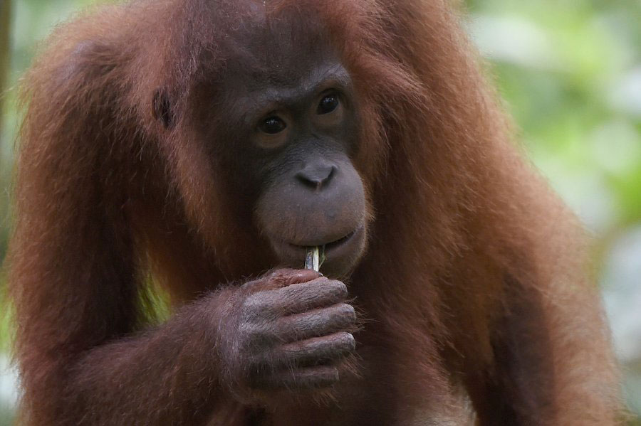 Orang-Utan