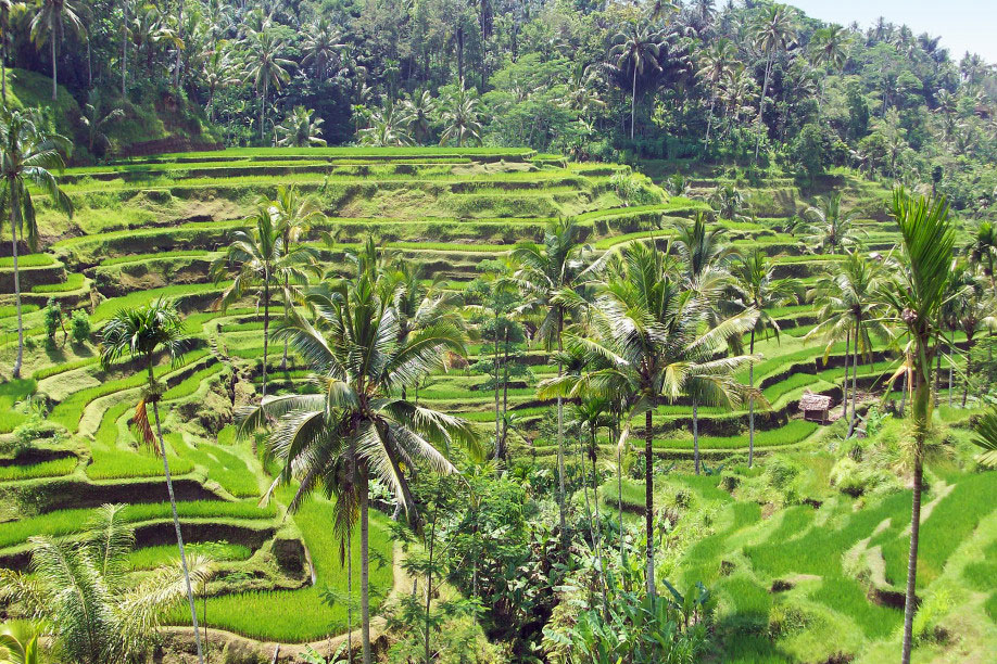 bali-Ubud Reisfelder