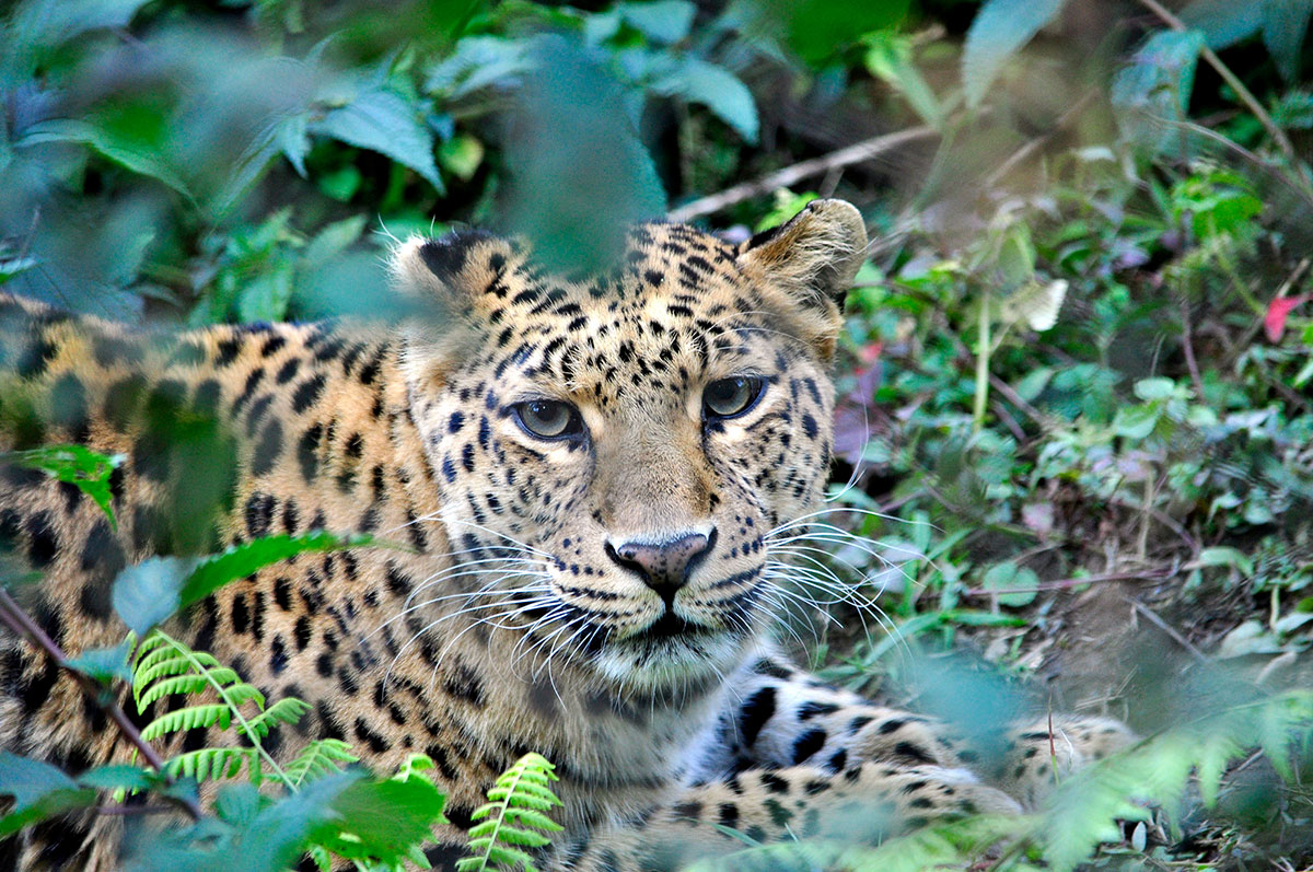 highlight-reise-sommer-fernreisen-leopard