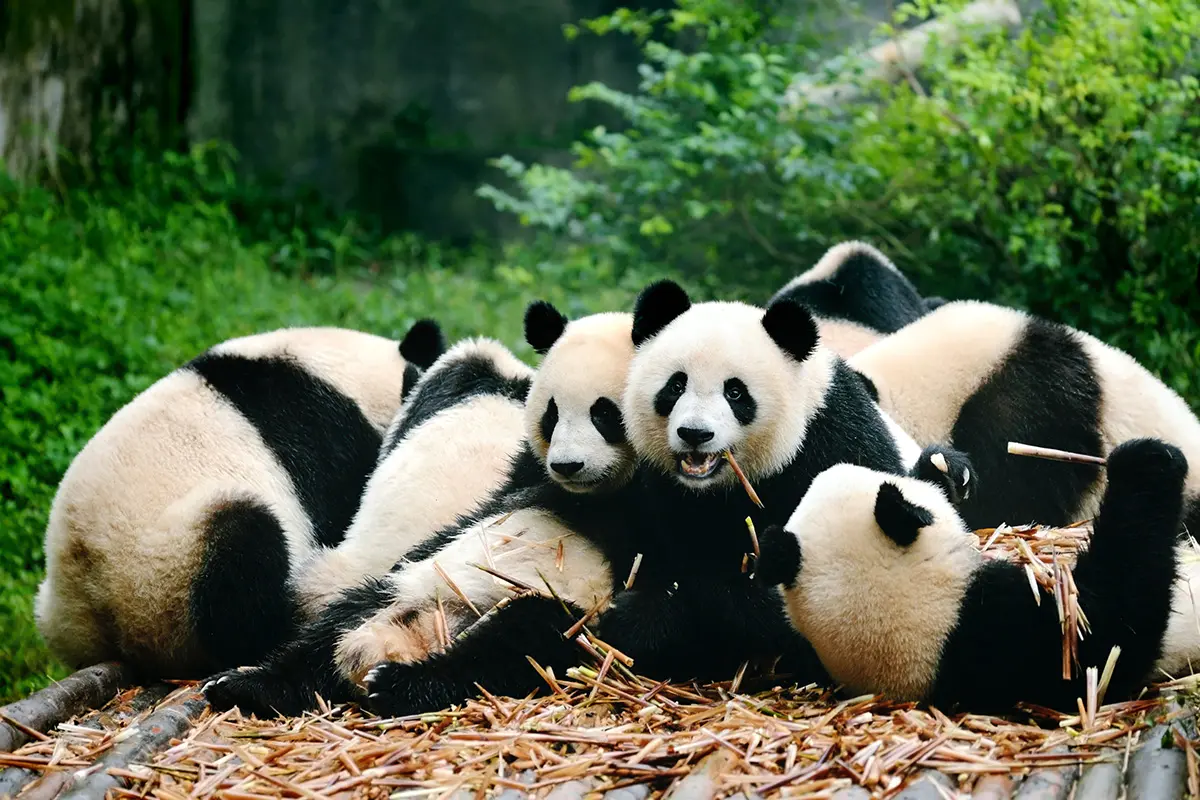 Silvesterrundreise-Pandas-Palaeste-und-das-Dach-der-Welt-3
