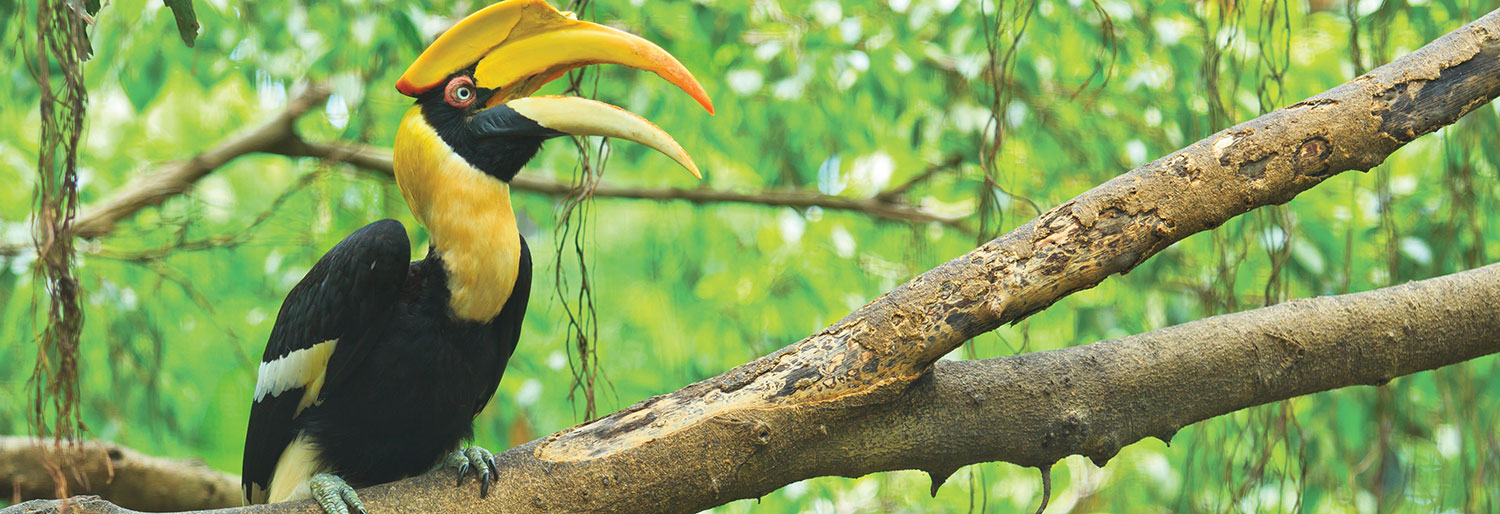 Wa-Ale-fauna-giant-hornbill-01