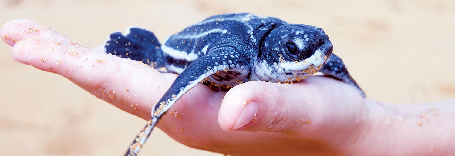 Wa-Ale-fauna-turtle-leatherback-01