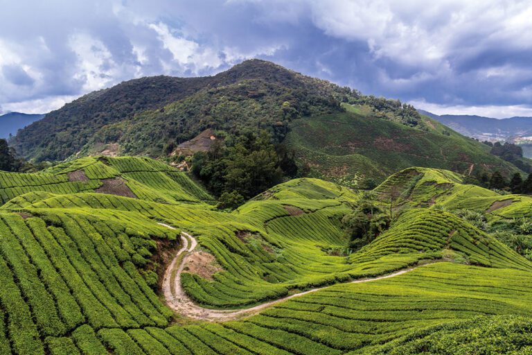 Cameron-Highlands