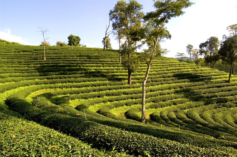 Chiang Rai Tea