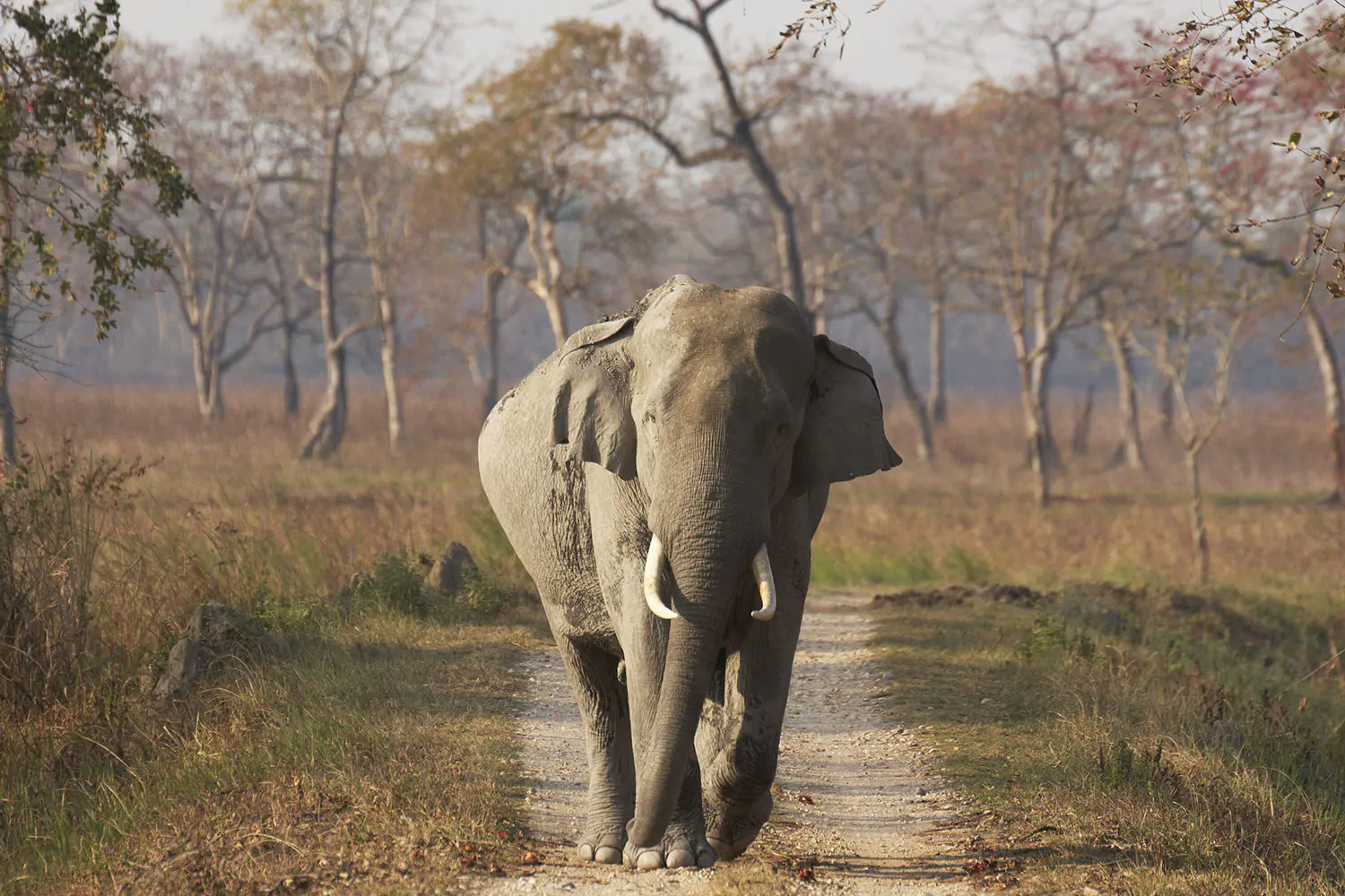 Huge-wild-male-Asian-Elephant-walking-along-a-track-in-Kaziranga-National-Park-India