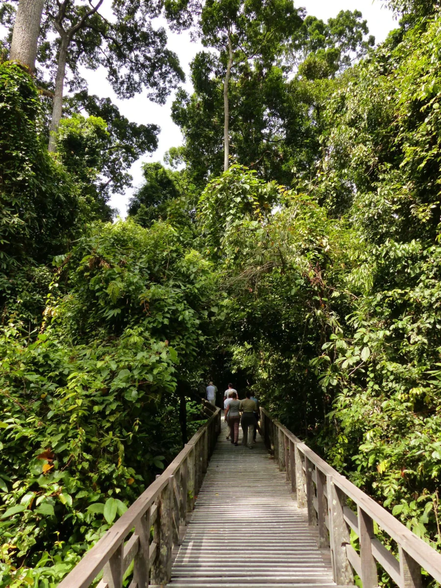 Sabah Jungle Walk cr Tischler Reisen