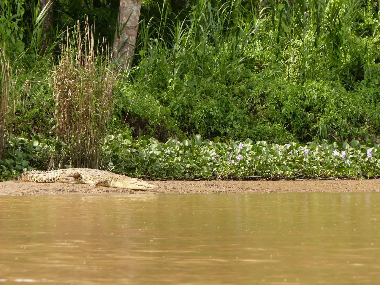Sabah Kinabatangan Fluss Krokodil cr Tischler Reisen
