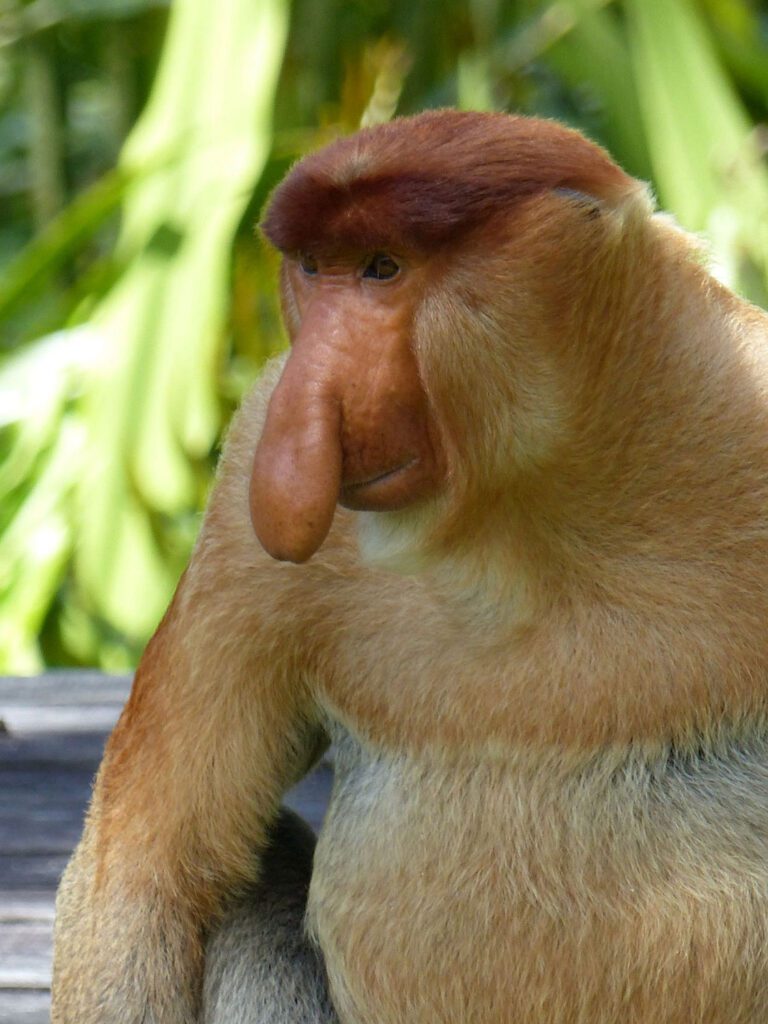 Sabah Nasenaffe cr Tischler Reisen