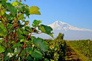 Titelbild-Ararat mit Weinfeld
