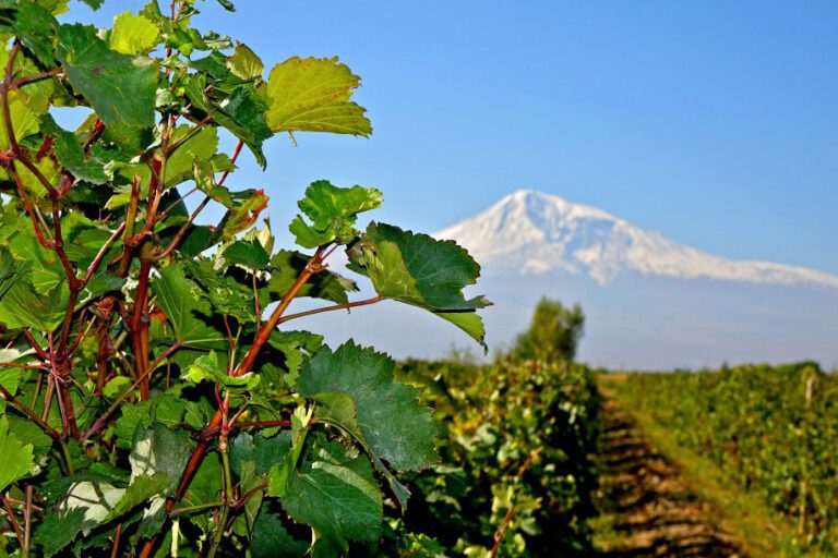 Titelbild-Ararat mit Weinfeld